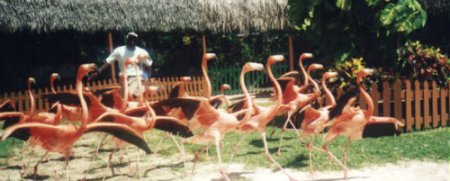 flamingoes in the zoo