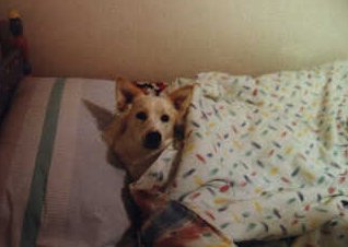 my dog, Maggie, in my sister's bed